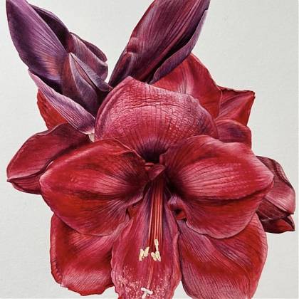 Red Amaryllis by artist Billy Showell, tutor at Atelier Clos Mirabel, France .