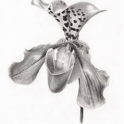 Tonal Orchid by Artist Billy Showell, tutor at Atelier Clos Mirabel, France.