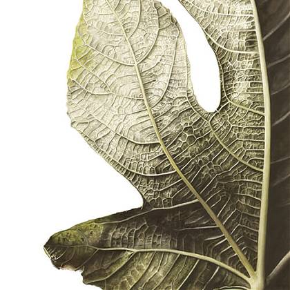 Fig Tree Leaf by artist Ursula Romero, Tutor at Atelier Clos Mirabel, France.