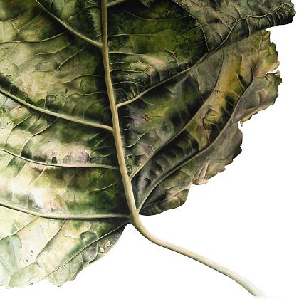 Poplar Leaf by artist Ursula Romero, Tutor at Atelier Clos Mirabel, France.