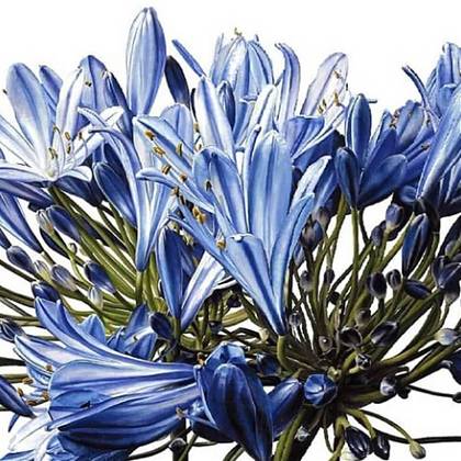 Agapanthus by artist Ursula Romero, Tutor at Atelier Clos Mirabel, France.