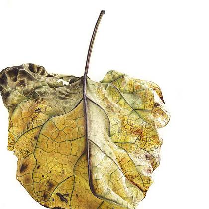 Yellow Leaf by artist Ursula Romero, Tutor at Atelier Clos Mirabel, France.