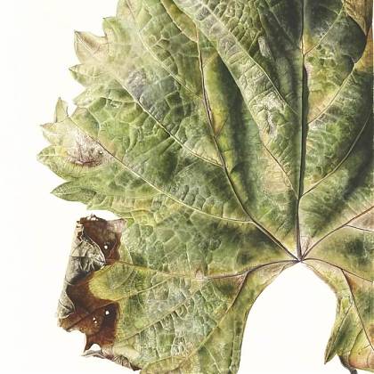 Grape Vine Leaf by artist Ursula Romero, Tutor at Atelier Clos Mirabel, France.